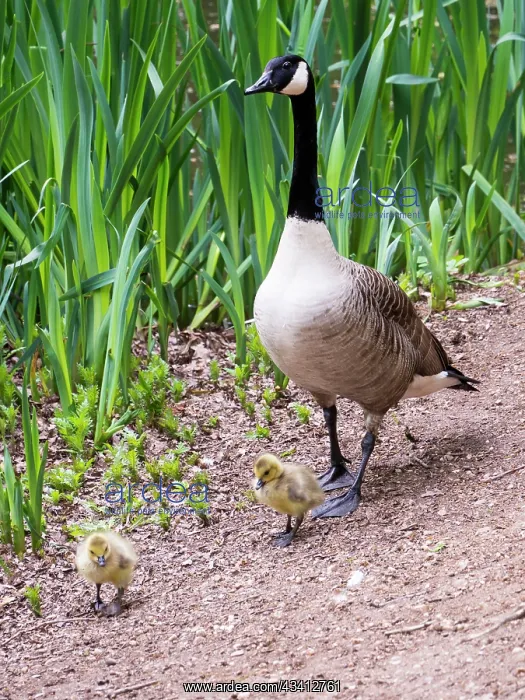 : Canada Goose & goslings - UK : Canada Goose & goslings - UK