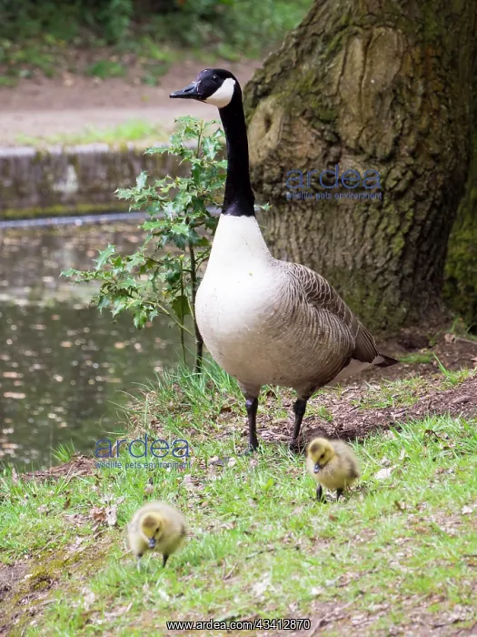: Canada Goose & goslings - UK : Canada Goose & goslings - UK