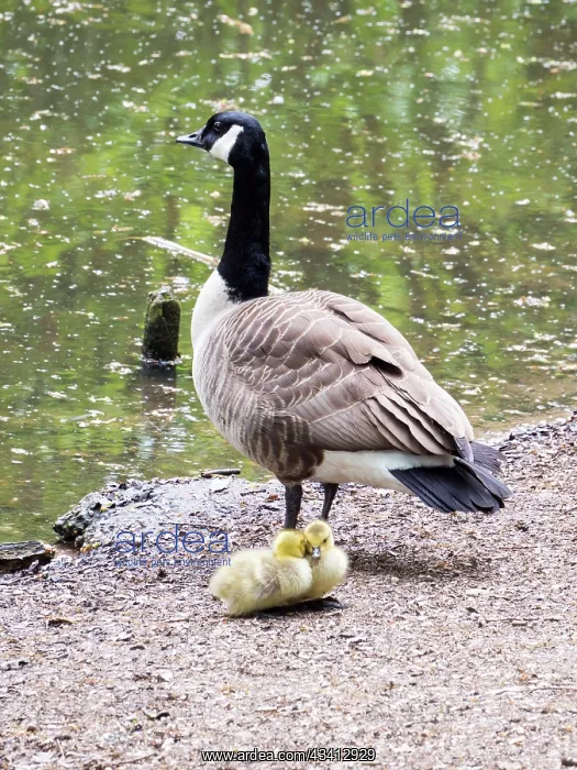 : Canada Goose & goslings - UK : Canada Goose & goslings - UK