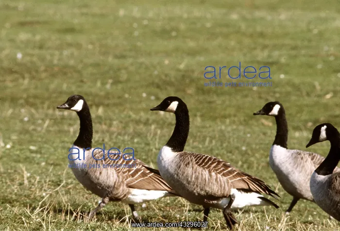 : CANADA GOOSE - group on grass : CANADA GOOSE - group on grass