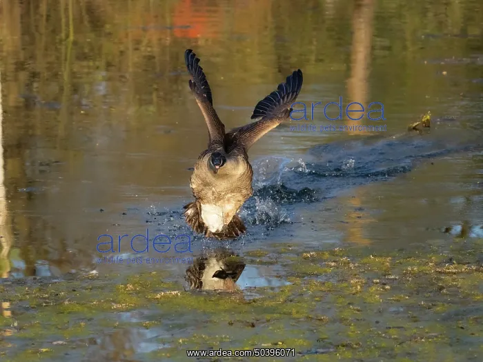 : Canada goose, male bird or gander in landing flight over a lake : Canada goose, male bird or gander in landing flight over a lake