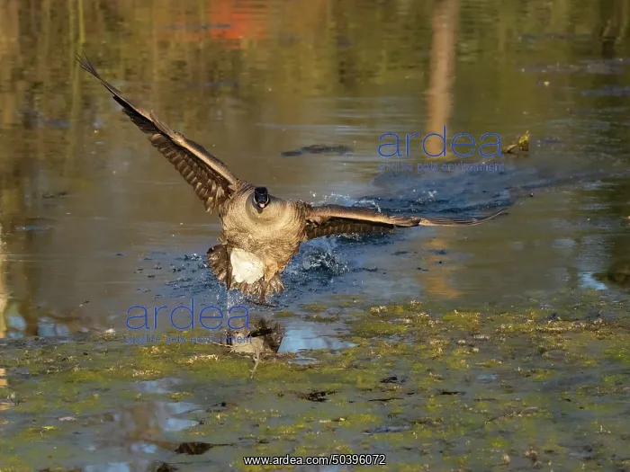 : Canada goose, male bird or gander in landing flight over a lake : Canada goose, male bird or gander in landing flight over a lake