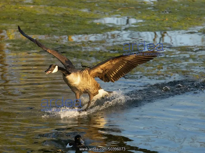 : Canada goose, male bird or gander in landing flight over a lake : Canada goose, male bird or gander in landing flight over a lake