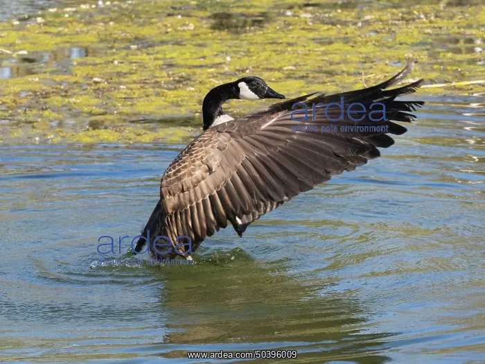 : Canada goose, male bird in lake : Canada goose, male bird in lake