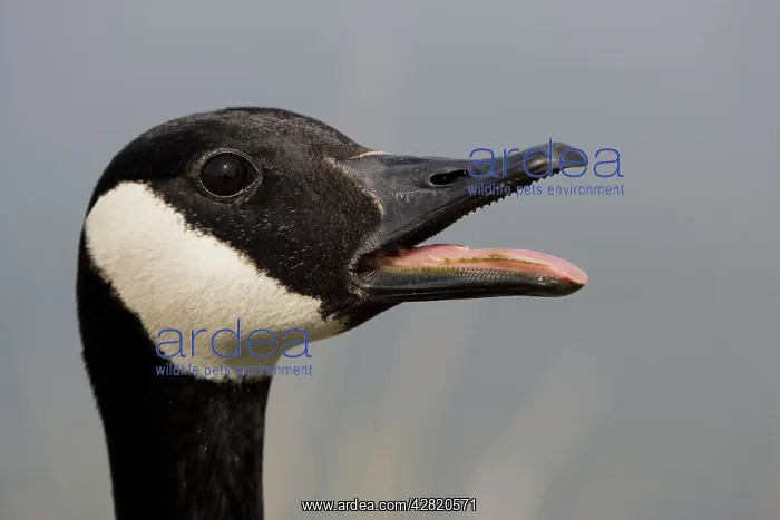 : Canada Goose - With mouth open : Canada Goose - With mouth open