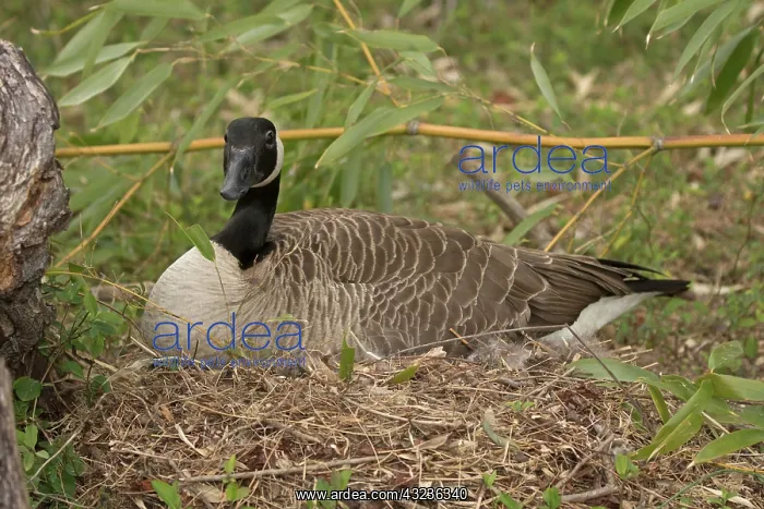 : Canada goose, on nest, Branta canadensis, Maryland : Canada goose, on nest, Branta canadensis, Maryland