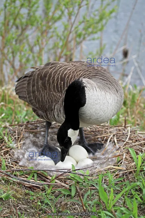: Canada Goose - On Nest with Eggs : Canada Goose - On Nest with Eggs