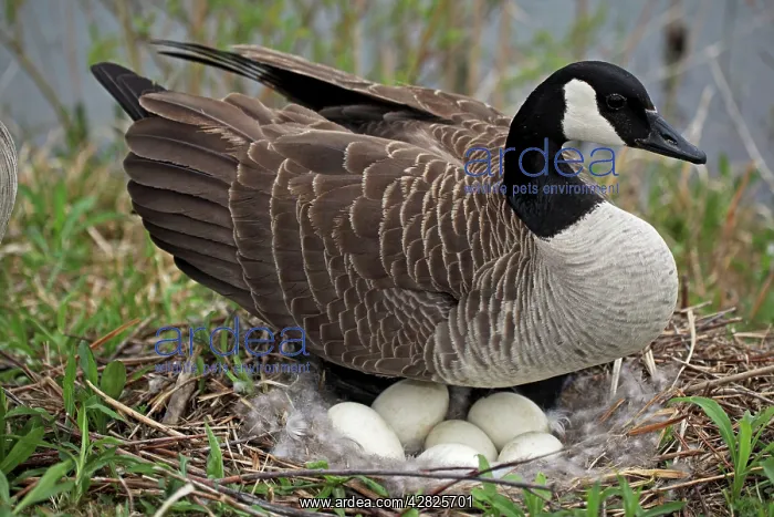 : Canada Goose - On Nest with Eggs : Canada Goose - On Nest with Eggs