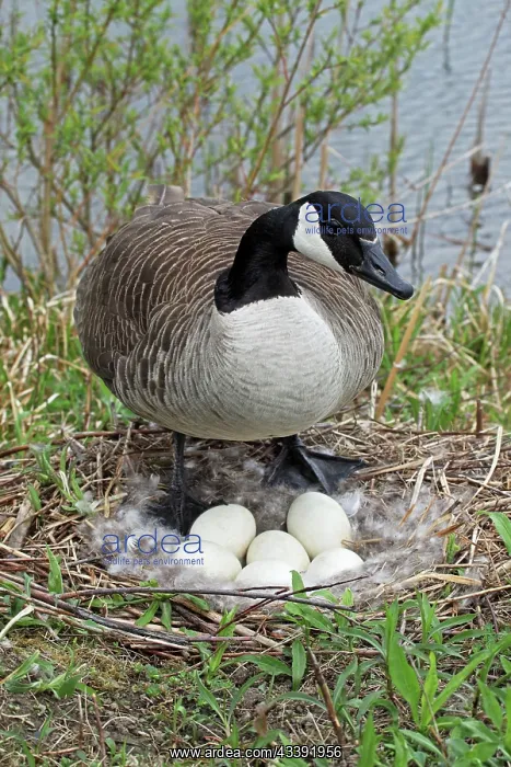 : Canada Goose - On Nest with Eggs : Canada Goose - On Nest with Eggs