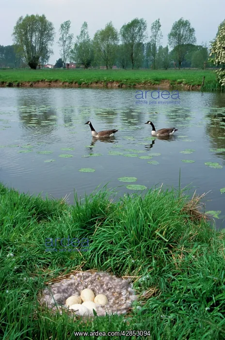 : Canada Goose nest with eggs in meadow and pair : Canada Goose nest with eggs in meadow and pair