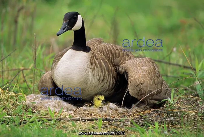  : Canada Goose - on nest with young