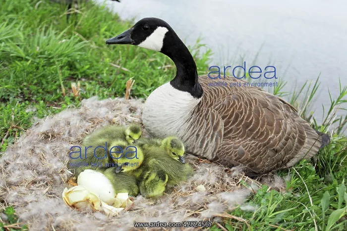 : Canada Goose - on nest with young : Canada Goose - on nest with young