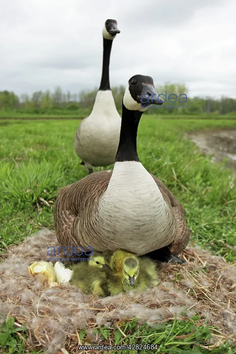 : Canada Goose - on nest with young : Canada Goose - on nest with young