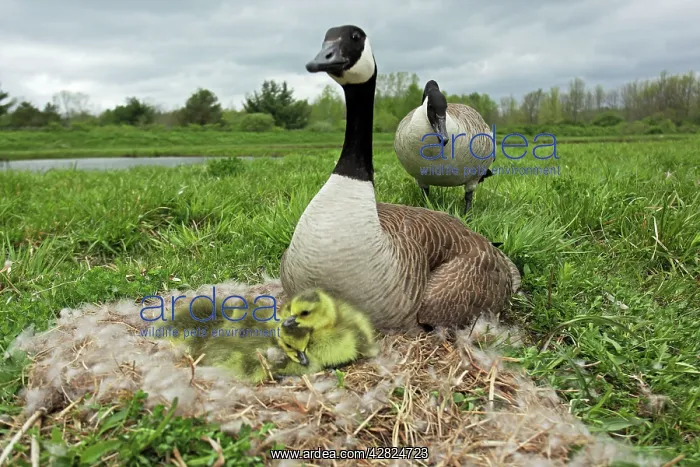 : Canada Goose - on nest with young : Canada Goose - on nest with young