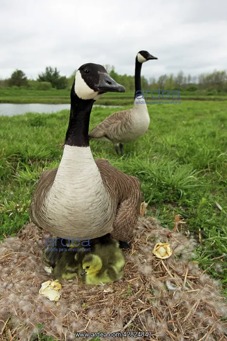 : Canada Goose - on nest with young : Canada Goose - on nest with young