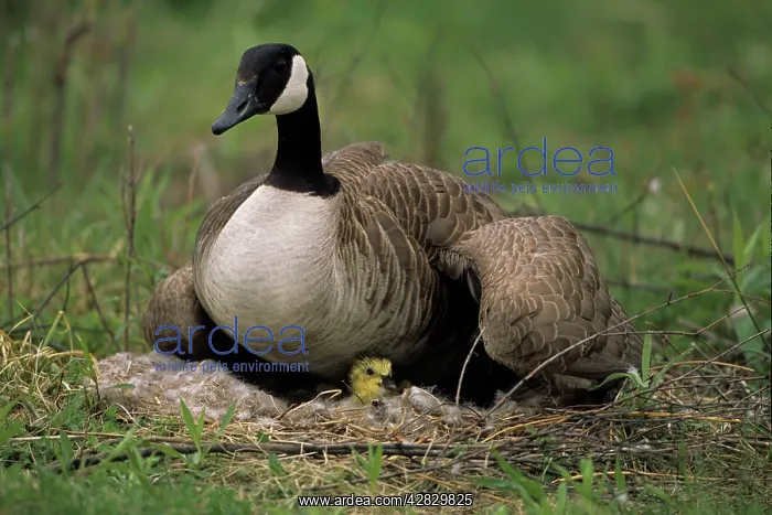  : Canada Goose on nest with young