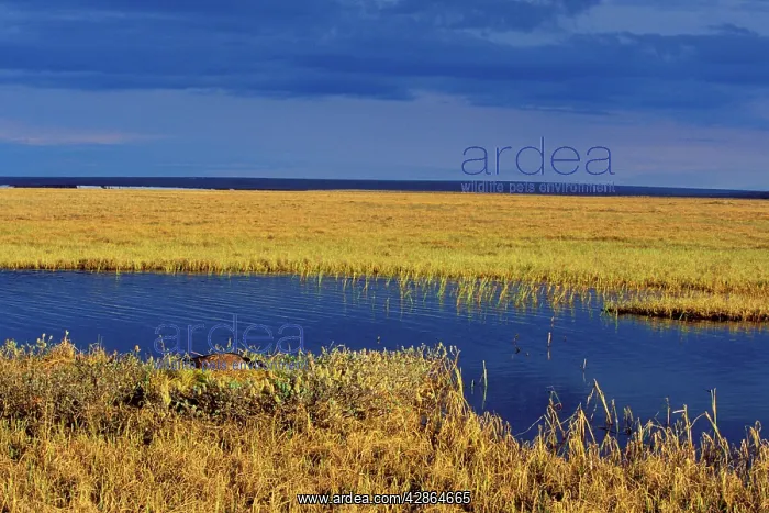 : Canada Goose - nesting near tundra pond : Canada Goose - nesting near tundra pond