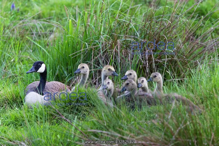 : Canada Goose, parent bird with goslings, resting : Canada Goose, parent bird with goslings, resting