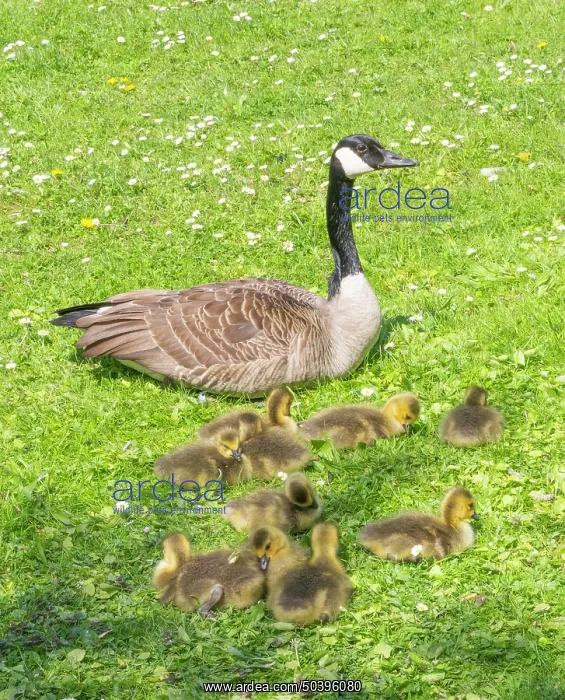 : Canada goose, parent bird on a park green with young goslings : Canada goose, parent bird on a park green with young goslings
