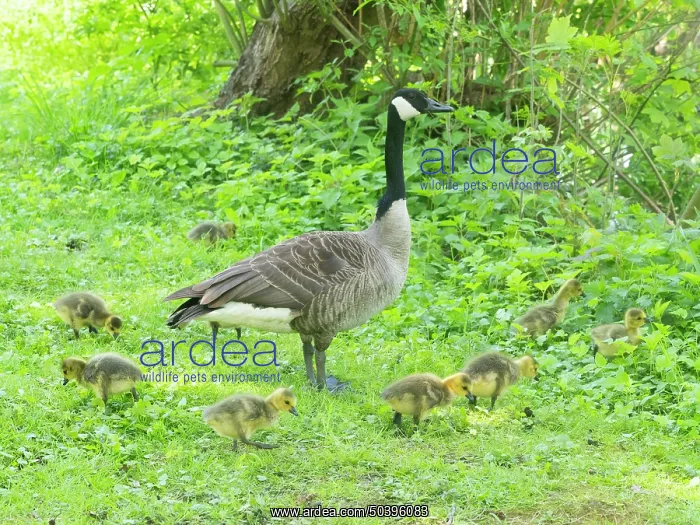 : Canada goose, parent bird on a park green with young goslings : Canada goose, parent bird on a park green with young goslings