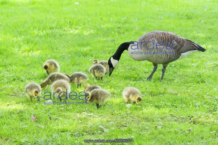 : Canada goose, parent bird on a park meadow with young goslings : Canada goose, parent bird on a park meadow with young goslings