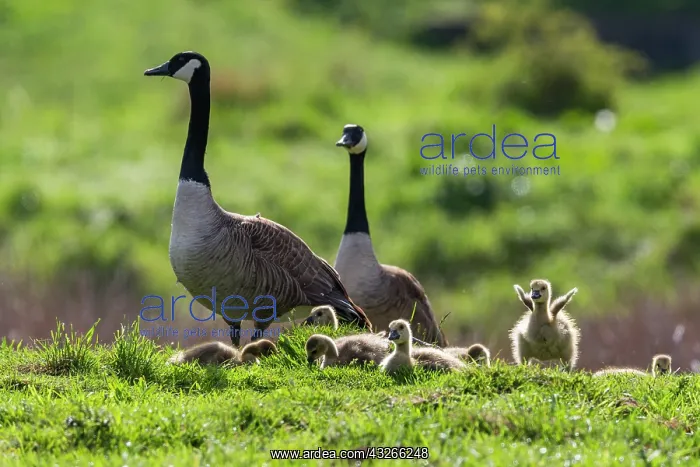 : Canada Goose, parent birds with goslings, on a meadow : Canada Goose, parent birds with goslings, on a meadow