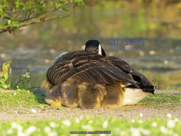 : Canada goose, parent female bird resting at the edge of a lake : Canada goose, parent female bird resting at the edge of a lake
