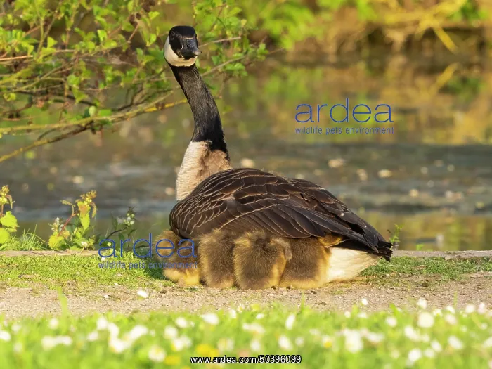 : Canada goose, parent female bird resting at the edge of a lake : Canada goose, parent female bird resting at the edge of a lake