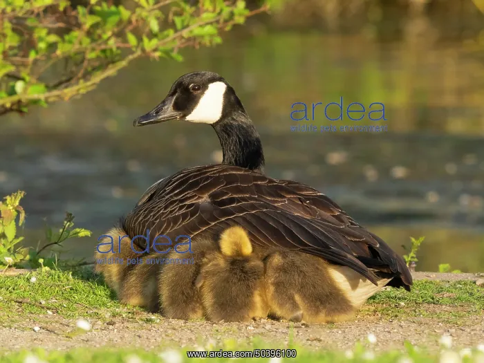 : Canada goose, parent female bird resting at the edge of a lake : Canada goose, parent female bird resting at the edge of a lake