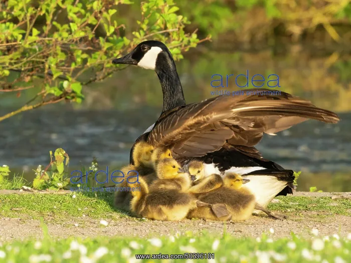 : Canada goose, parent female bird resting at the edge of a lake : Canada goose, parent female bird resting at the edge of a lake