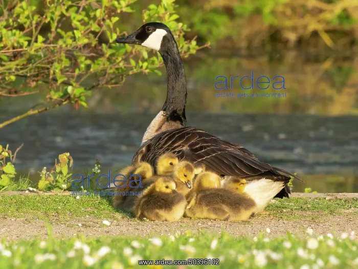 : Canada goose, parent female bird resting at the edge of a lake : Canada goose, parent female bird resting at the edge of a lake