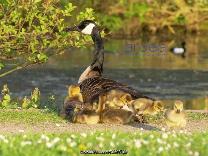 : Canada goose, parent female bird resting at the edge of a lake : Canada goose, parent female bird resting at the edge of a lake