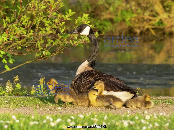 : Canada goose, parent female bird resting at the edge of a lake : Canada goose, parent female bird resting at the edge of a lake