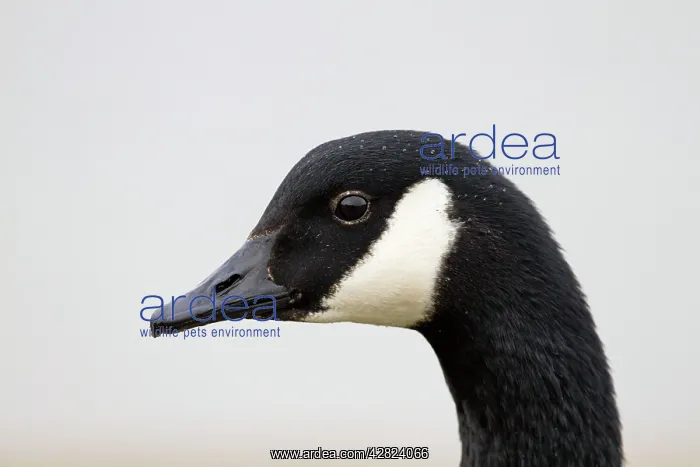: Canada Goose - portrait : Canada Goose - portrait