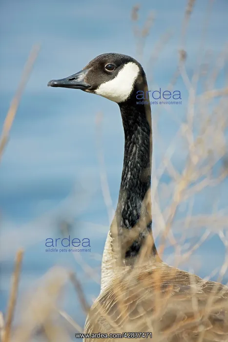 : Canada Goose - Portrait : Canada Goose - Portrait