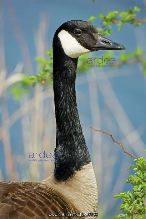 : Canada Goose - Portrait : Canada Goose - Portrait