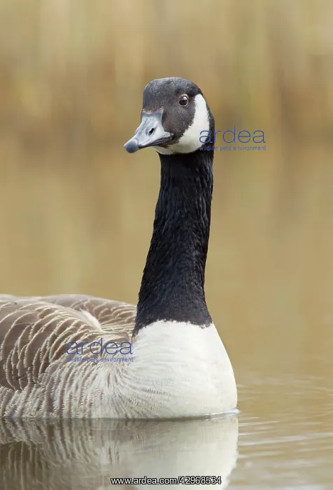 : Canada Goose - portrait : Canada Goose - portrait