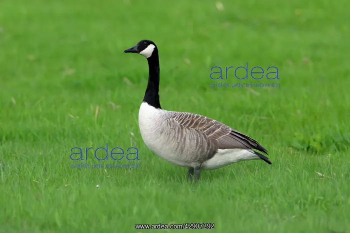 : Canada Goose - resting on meadow : Canada Goose - resting on meadow