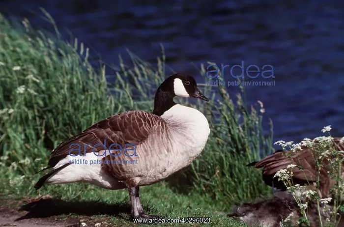 : CANADA GOOSE - on riverbank : CANADA GOOSE - on riverbank
