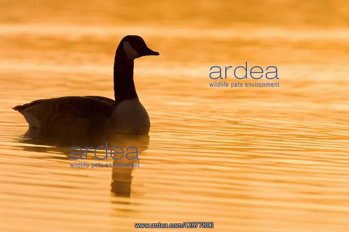 : Canada Goose - Silhouette and warm morning sunshine : Canada Goose - Silhouette and warm morning sunshine