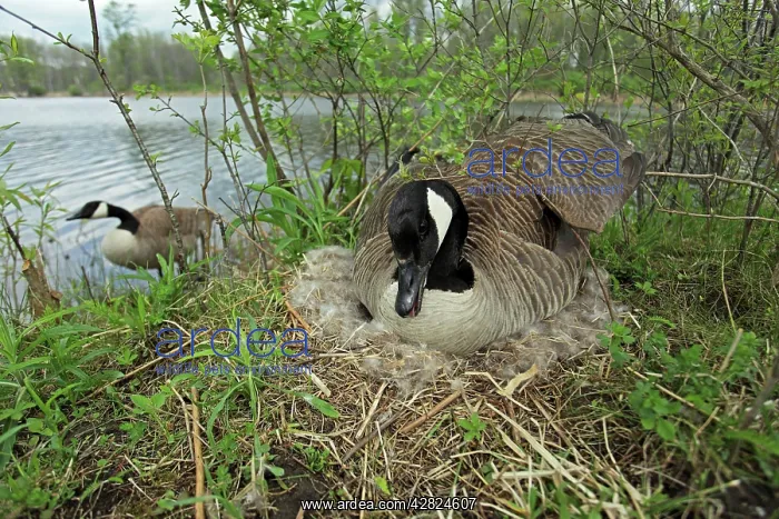 : Canada Goose - sitting on eggs on nest : Canada Goose - sitting on eggs on nest