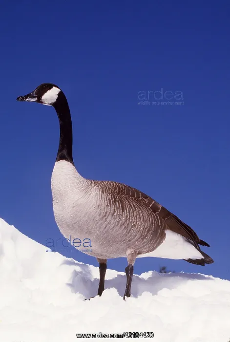 : CANADA GOOSE - IN SNOW : CANADA GOOSE - IN SNOW