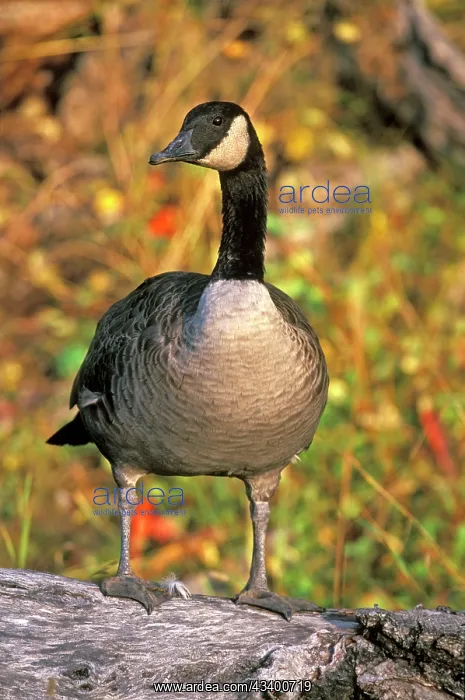 : Canada Goose standing on dead tree, autumn colors : Canada Goose standing on dead tree, autumn colors