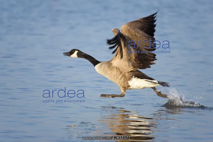 : Canada Goose - taking flight : Canada Goose - taking flight
