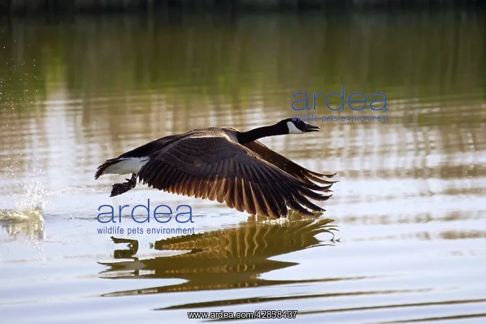 : Canada Goose - taking flight at sunrise : Canada Goose - taking flight at sunrise