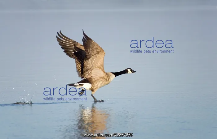  : Canada Goose - Taking flight from water