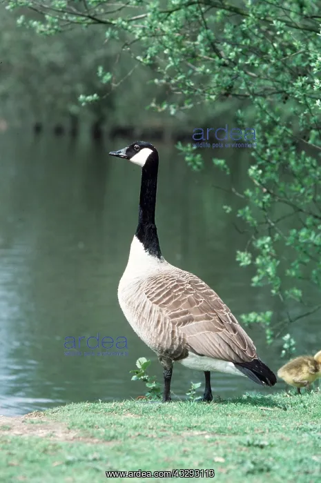  : CANADA GOOSE - by water