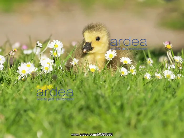 : Canada Goose, young gosling resting on a park meadow : Canada Goose, young gosling resting on a park meadow