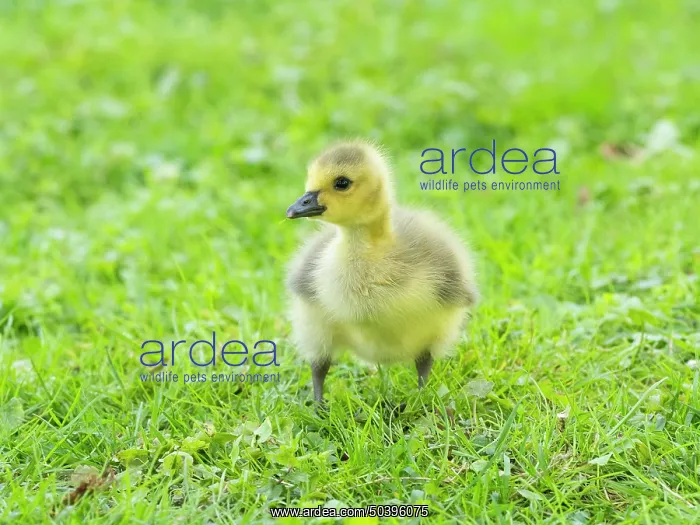 : Canada Goose, young gosling standing on a park meadow : Canada Goose, young gosling standing on a park meadow