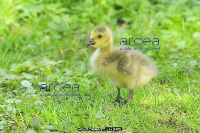: Canada Goose, young gosling standing on a park meadow : Canada Goose, young gosling standing on a park meadow
